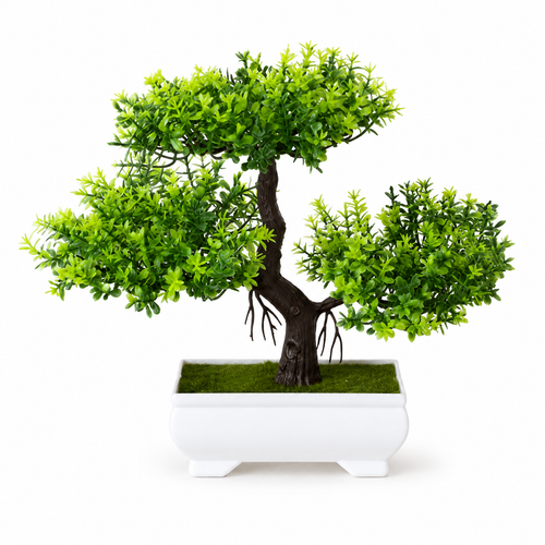 Plants Potted Bonsai tree